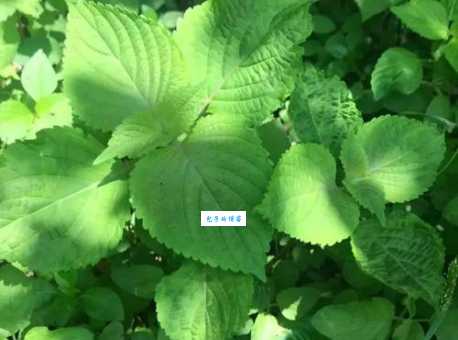 光阴荏苒的“荏”指什么植物？原来它就是这种常见香料！