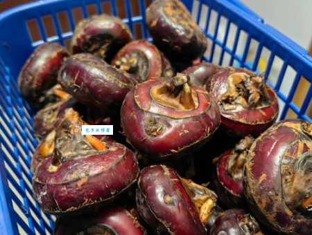 揭秘马蹄的真相:马蹄究竟是马的哪个部分?涨知识了!