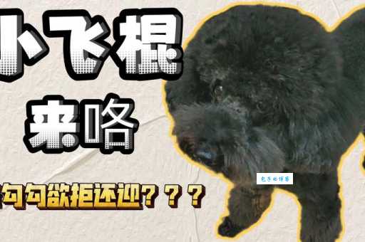 “小飞棍来喽”网络热梗含义详解及出处