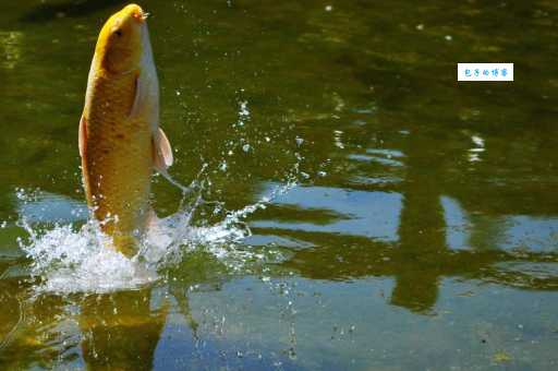 “鱼水之欢”是什么意思？揭秘其背后的含义