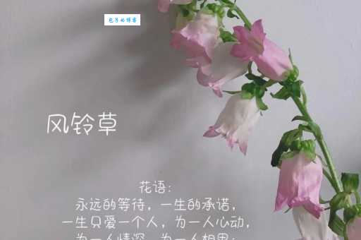 风铃草的花语及象征意义，你知道多少？