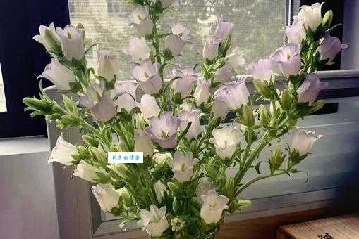 风铃草的花语及象征意义，你知道多少？