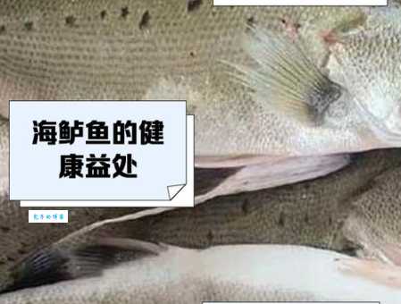 海鲈鱼的营养价值有多高？功效与作用大揭秘！