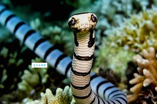 海蛇有毒吗？不同种类海蛇毒性一样吗？