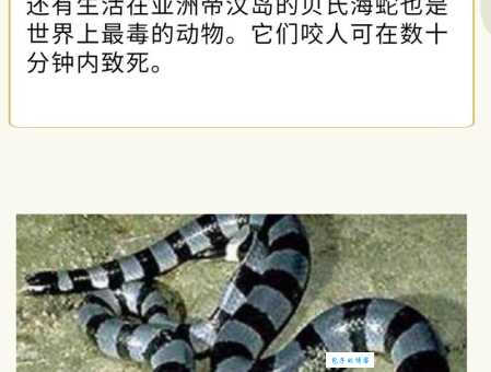 海蛇有毒吗？不同种类海蛇毒性一样吗？