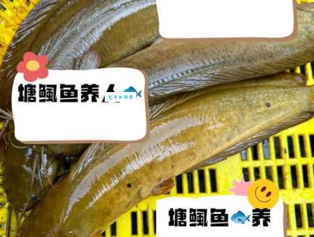 还在为塘鲺的读音发愁？这篇帮你解决难题