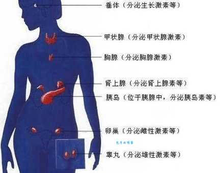 简单易懂解释荷尔蒙：荷尔蒙到底是什么？