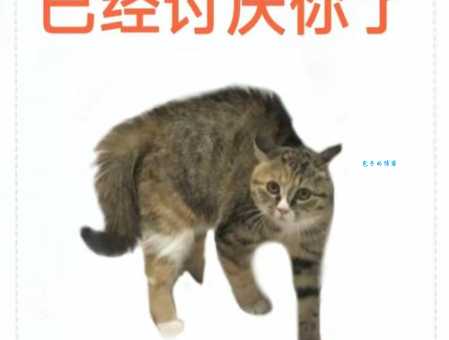家里猫咪讨厌你？十个表现告诉你它恨你有多深