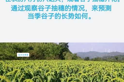 民间谚语“六月六看谷秀”的真正含义是什么？