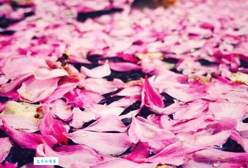 落英缤纷是什么意思？详解落英缤纷的含义和出处