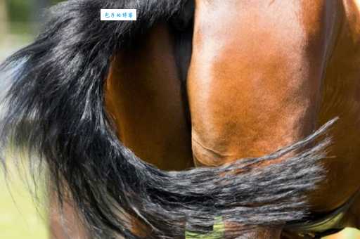 马的尾巴有什么用？竟然有这么多妙用！