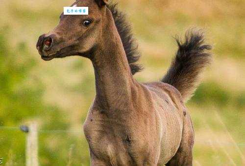 马的尾巴有什么用？竟然有这么多妙用！