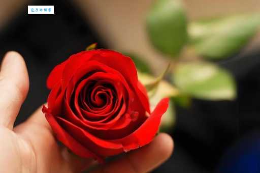 玫瑰送11朵还是19朵？寓意大不同，选哪种更合适？