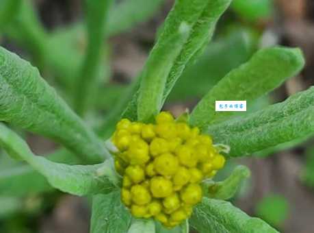 你不知道的鼠曲草：功效作用及药用价值深度解析