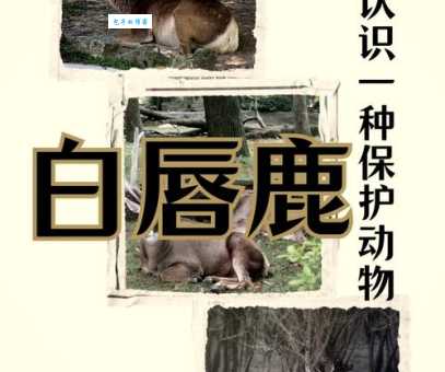 你知道红口白牙是什么动物吗？一文带你了解