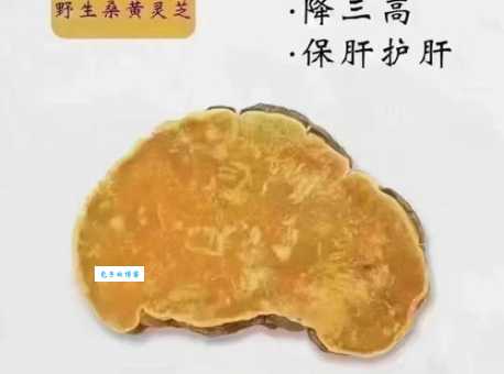 桑叶和桑黄哪个更好?用途区别深度解析