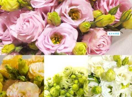 深度解读洋桔梗花语：不同颜色含义大不同