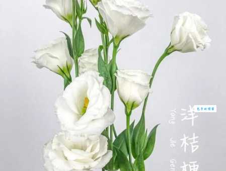 深度解读洋桔梗花语：不同颜色含义大不同