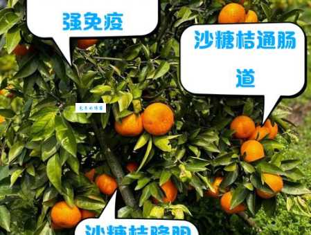 沙糖桔什么梗?火爆全网的小砂糖橘究竟是怎么回事?