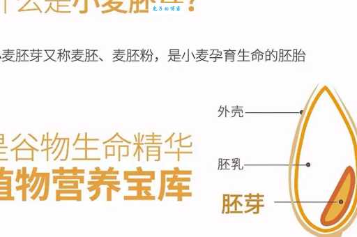 什么是胚芽?小麦胚芽营养价值及胎芽发育知识