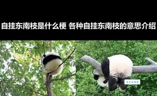 网络热梗“自挂东南枝”的真正含义是什么？