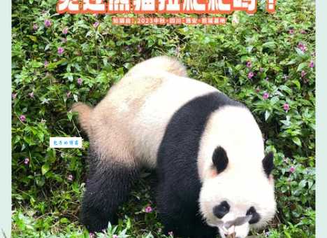 天天熬夜的动物是谁？揭秘熊猫的秘密！