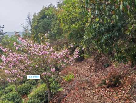 闲庭信步是什么意思及例句？一篇读懂闲庭信步