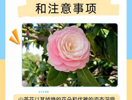 为什么不建议在家养茶花?茶花养殖的误区与解决方法