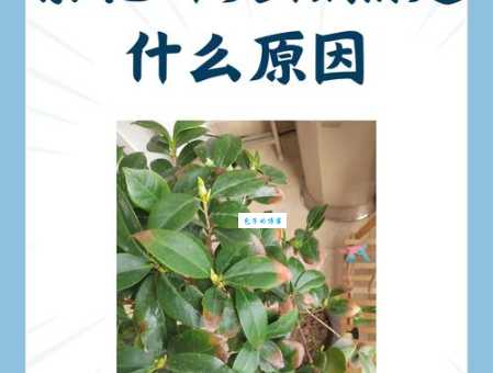 为什么不建议在家养茶花?茶花养殖的误区与解决方法