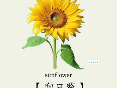 向日葵花语是什么？寓意和象征意义深度解读