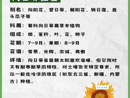 向日葵花语是什么？寓意和象征意义深度解读