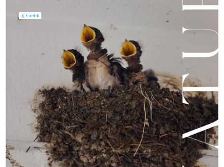 想知道嗷嗷待哺是什么意思吗？这里有最通俗易懂的解释