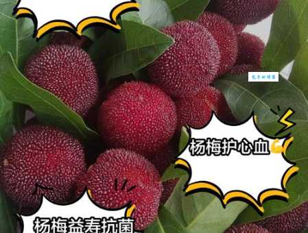 杨梅有什么功效和作用？吃杨梅对健康有哪些益处？