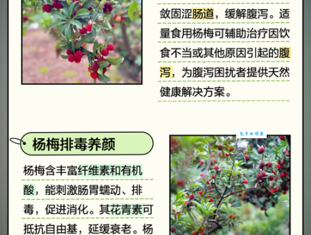杨梅有什么功效和作用？吃杨梅对健康有哪些益处？