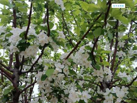 一树梨花压海棠是什么意思?这句诗背后的故事你不知道吗?