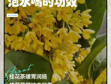 自己摘的桂花怎么泡水喝？清洗晾干是关键步骤