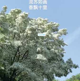 流苏的意思是什么？详解流苏的含义及典故