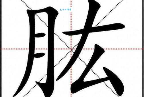 你知道肱怎么读吗？掌握肱字读音及相关知识点