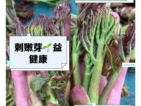 嫩芽是什么意思?植物嫩芽的含义及例句详解