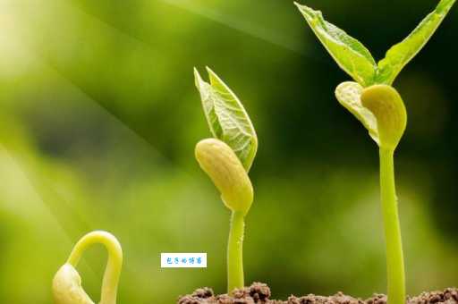 嫩芽是什么意思?植物嫩芽的含义及例句详解