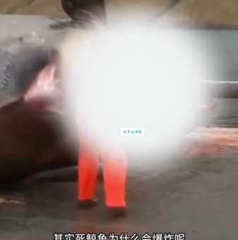 鲸鱼爆炸的惊人真相：死后为何会发生爆裂？