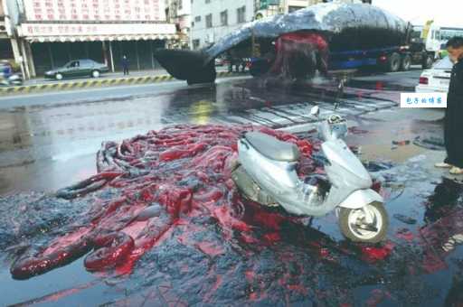 鲸鱼爆炸的惊人真相：死后为何会发生爆裂？