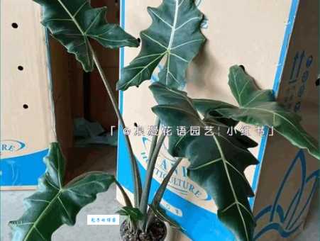 什么是海芋恋？探索其浪漫含义与文化象征