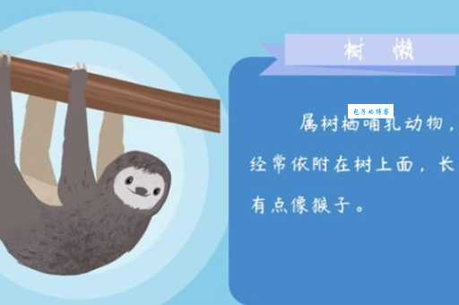 树懒和考拉傻傻分不清？这篇告诉你它们的区别！