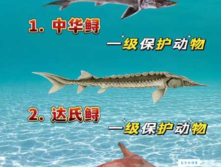 中华鲟鳞片什么颜色？幼年和成年中华鲟鳞片颜色区别大吗？