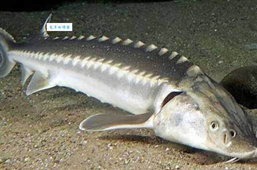 中华鲟鳞片什么颜色？幼年和成年中华鲟鳞片颜色区别大吗？