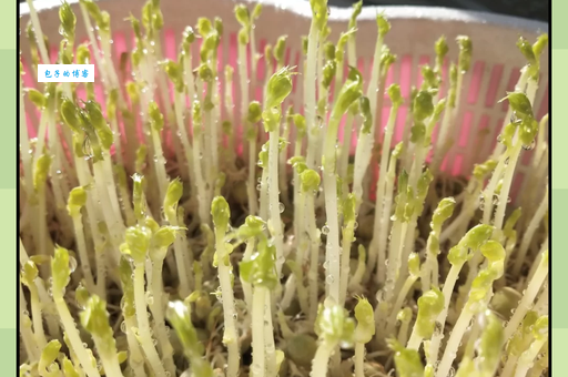 豌豆发芽了还能吃吗？别扔！教你做出美味豌豆芽