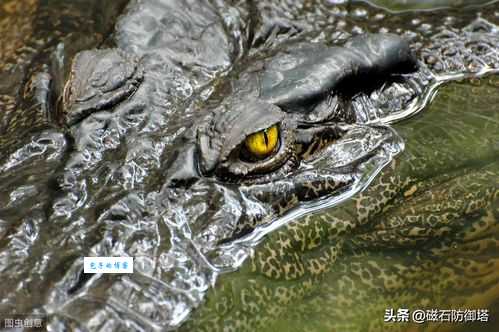 鳄鱼的眼泪是什么意思？揭秘虚伪同情背后的真相