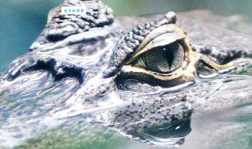 鳄鱼的眼泪是什么意思？揭秘虚伪同情背后的真相