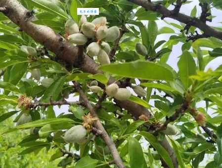 巴旦木是什么树的果实？详解巴旦木的树和果实